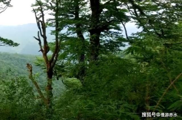 哪些食物最好吃游戏画面